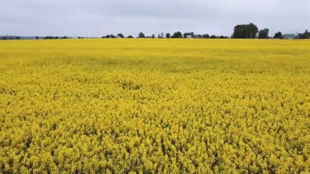 Aerial view rapeseed blooming. Yellow fields from above. — Stock Video