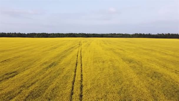 Aerial view rapeseed blooming. Yellow fields from above. — Stock Video