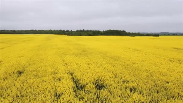 Aerial view rapeseed blooming. Yellow fields from above. — Stock Video