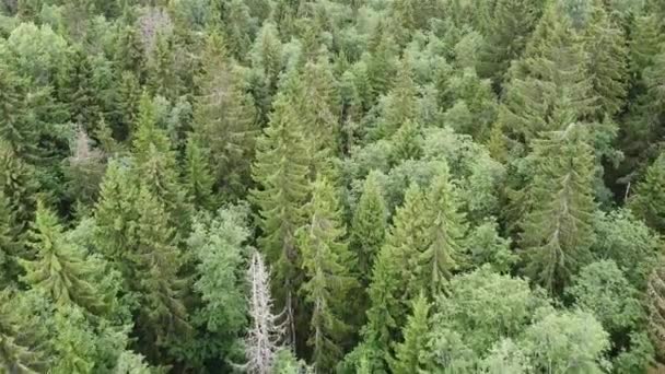 Vista da floresta verde de cima, vídeo aéreo — Vídeo de Stock