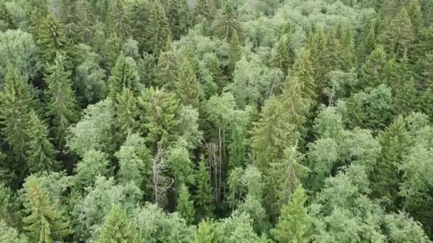 Vedere la pădurea verde de sus, video aerian — Videoclip de stoc