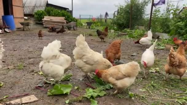 Csirkék egy tyúkólban egy farmon, friss felsőket csipegetve egy nyári napon — Stock videók