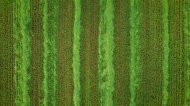 Yeşil alanın görüntüsü, havadan 4K video