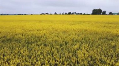 Hava manzaralı kolza tohumu filizleniyor. Yukarıdan sarı alanlar.