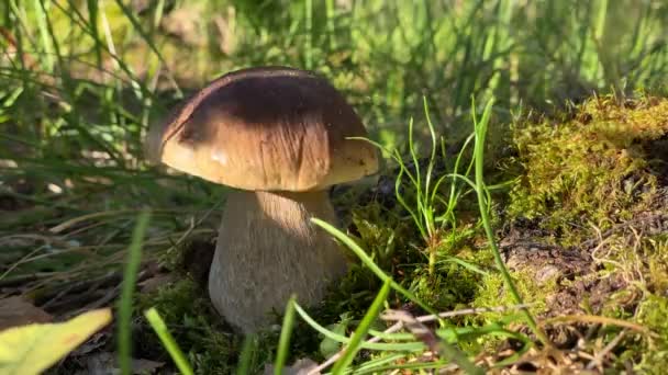 Bílá houba v lese se slunečním světlem — Stock video