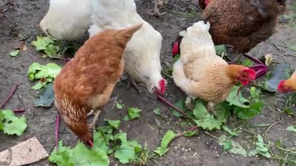 Csirkék egy tyúkólban egy farmon, friss felsőket csipegetve egy nyári napon — Stock videók