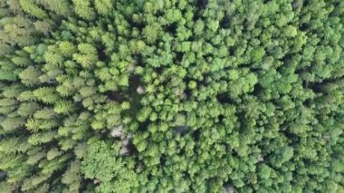 Yukarıdan yeşil ormanın görüntüsü, havadan görüntü 4 'ten video' ya