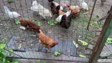 Bir çiftlikteki bir kümesteki tavuklar yaz günü taze üstleri gagalarlar.