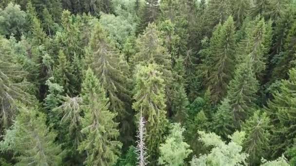 Άποψη του πράσινου δάσους από ψηλά, εναέρια βίντεο — Αρχείο Βίντεο