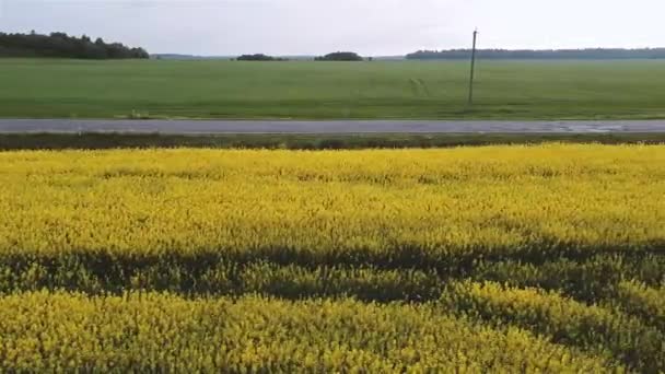 Вид с воздуха на цветущий рапс. Желтые поля сверху. — стоковое видео
