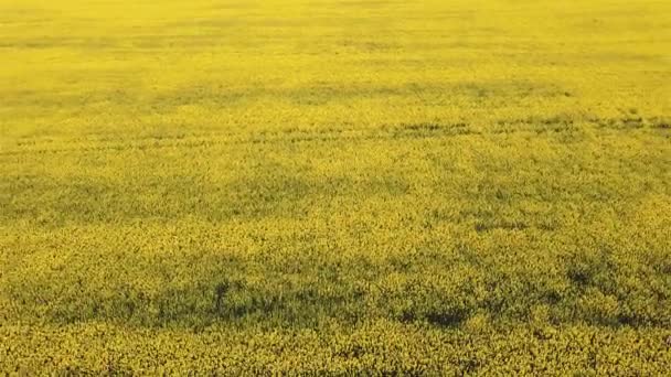 Aerial view rapeseed blooming. Yellow fields from above. — Stock Video