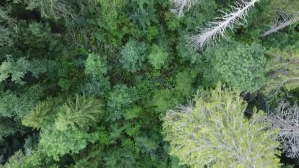 Вид на зеленый лес сверху, видео с воздуха — стоковое видео