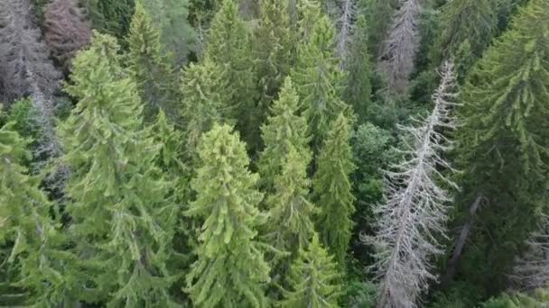 Вид на зеленый лес сверху, видео с воздуха — стоковое видео