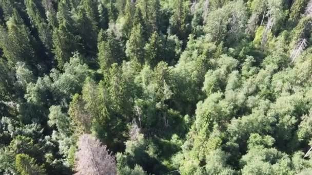 Vue de la forêt verte d'en haut, vidéo aérienne — Video