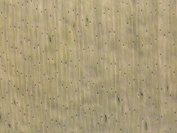 Rolls of hay on the field aerial photo — Stock Photo, Image