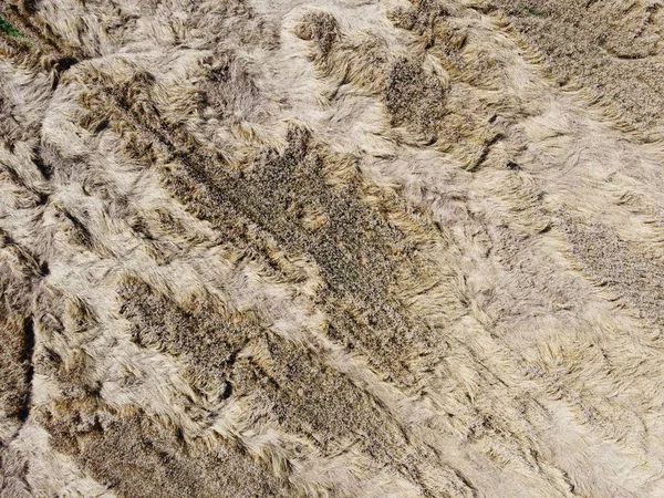 Campo di segale foto aerea vista dall'alto — Foto Stock