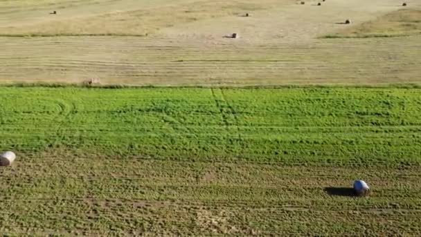 Fardos de heno en el campo de vídeo aéreo — Vídeos de Stock