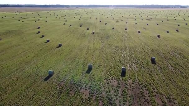 Bales of hay on the field aerial video — Stock Video