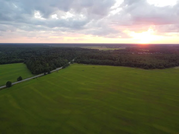 Літній зелений ліс в променях спеціальної фотографії сонця — стокове фото
