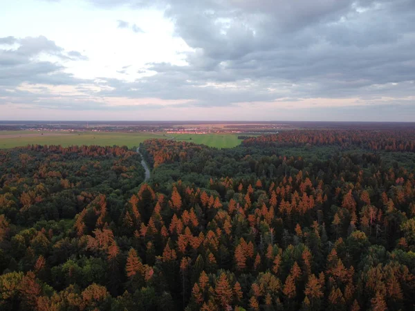 Літній зелений ліс в променях спеціальної фотографії сонця — стокове фото