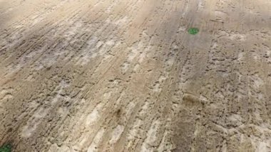 Çavdar tarlası yağmurlu hava videosundan sonra buruşmuş