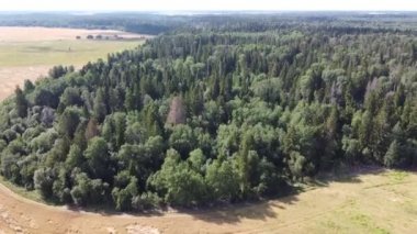 Yukarıdan yeşil ormanın manzarası, hava görüntüsü