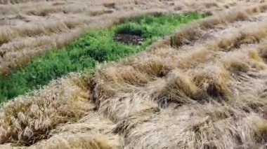 Çavdar tarlası yağmurlu hava videosundan sonra buruşmuş
