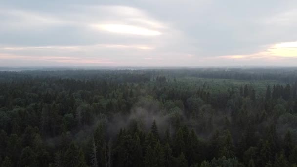 Vedere la pădurea verde de sus, video aerian — Videoclip de stoc
