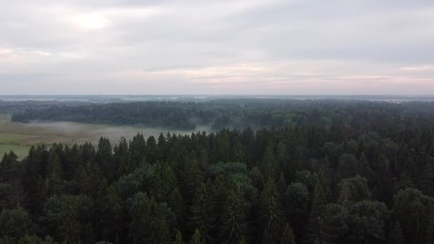 Vista della foresta verde dall'alto, video aereo — Video Stock