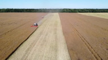 hasat makinesi kolza tohumu hava görüntülerini biçiyor