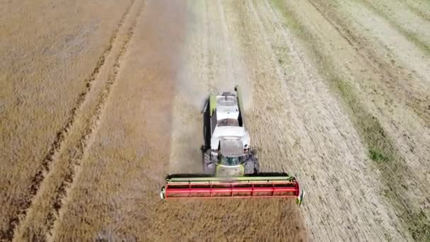 Harvester mows rapeseed aerial video — Stock Video
