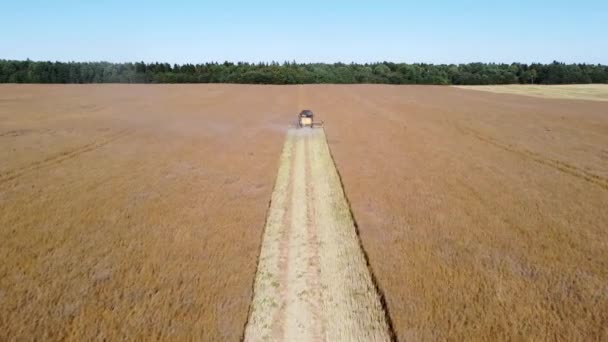Pemanen mows rapeseed video udara — Stok Video