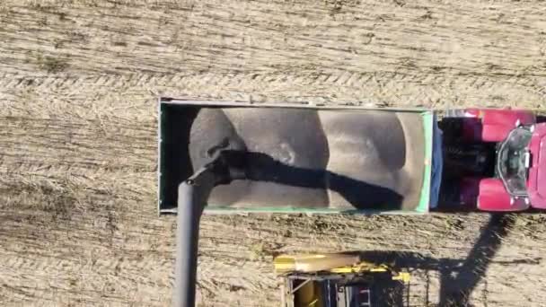 Cosechadora descarga colza en el cuerpo del tractor de vídeo aéreo — Vídeos de Stock