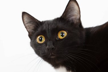 Beyaz arka planda siyah kedi.