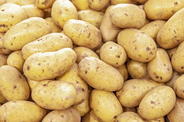 Knollen Van Witte Pure Aardappelen Etalage — Stockfoto