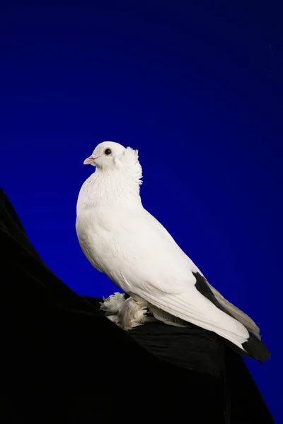 Dove Studio Fotografering Mörkblå Bakgrund — Stockfoto