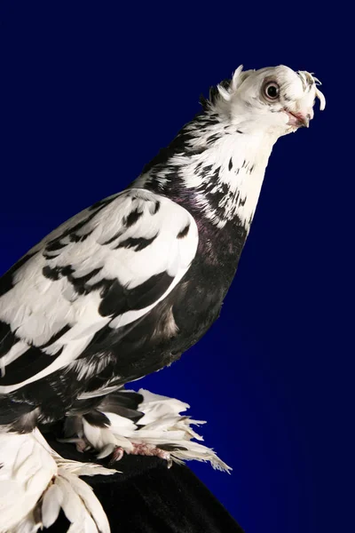 鳩は暗い青色の背景に撮影スタジオ — ストック写真