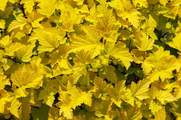 Yellow Beautiful Leaves Flower Bed — Stock Photo, Image