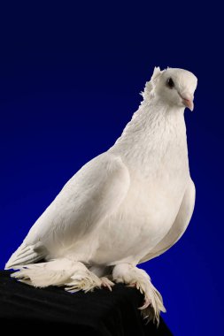 Koyu mavi bir arka plan üzerinde çekim studio güvercin.