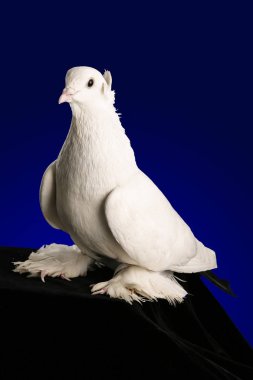 Koyu mavi bir arka plan üzerinde çekim studio güvercin.
