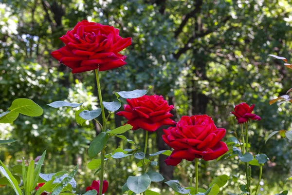 日当たりの良い庭の背景にバラの花 — ストック写真