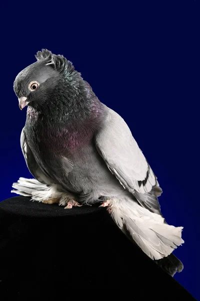 비둘기는 파란색 배경에 스튜디오 — 스톡 사진