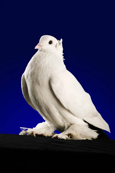 Estudio Dove Rodando Sobre Fondo Azul Oscuro — Foto de Stock