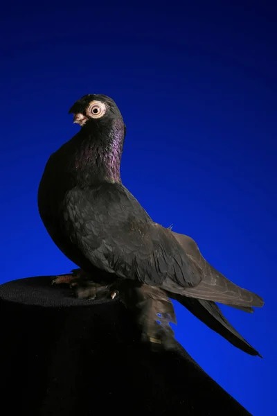 Estudio Dove Rodando Sobre Fondo Azul Oscuro —  Fotos de Stock