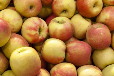 Üstten görünüm yakından taze turuncu ve sarı elma yığını. Meyve pasta, reçel, jöle, pastil, elma suyu için. Vitamini yiyecek.