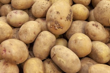 Taze organik patates üstten görünüm yığını kapat. Patates kök yığını. Sebze püresi patates, patates kızartması, fiş için. 