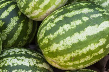 Delisios karpuz ile Pazar sayaç. Güneş ışınları taze kavun. Çilek üzerinde parlama.