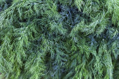 Sabah yağmur damlaları ile yeşil dereotu. Makro fotoğraf rezene. Yakın çekim koyu yeşil dereotu. Önden görünüm.