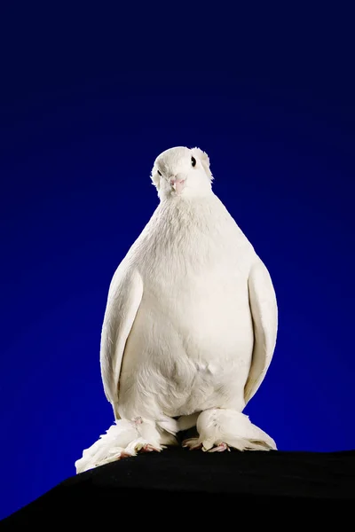 Dove Estúdio Filmagem Fundo Azul Escuro — Fotografia de Stock