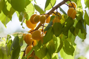 Kayısı güneşin. Sulu meyve ağaçlarının dalları üzerinde. Olgun kayısı hasat için hazırdır. Parlak yeşil yaprakları ve mavi gökyüzü arka plan üzerinde pembe.